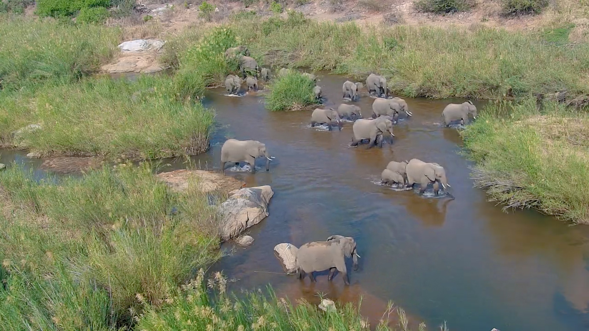 Large Elephant Herd Walks in the Water