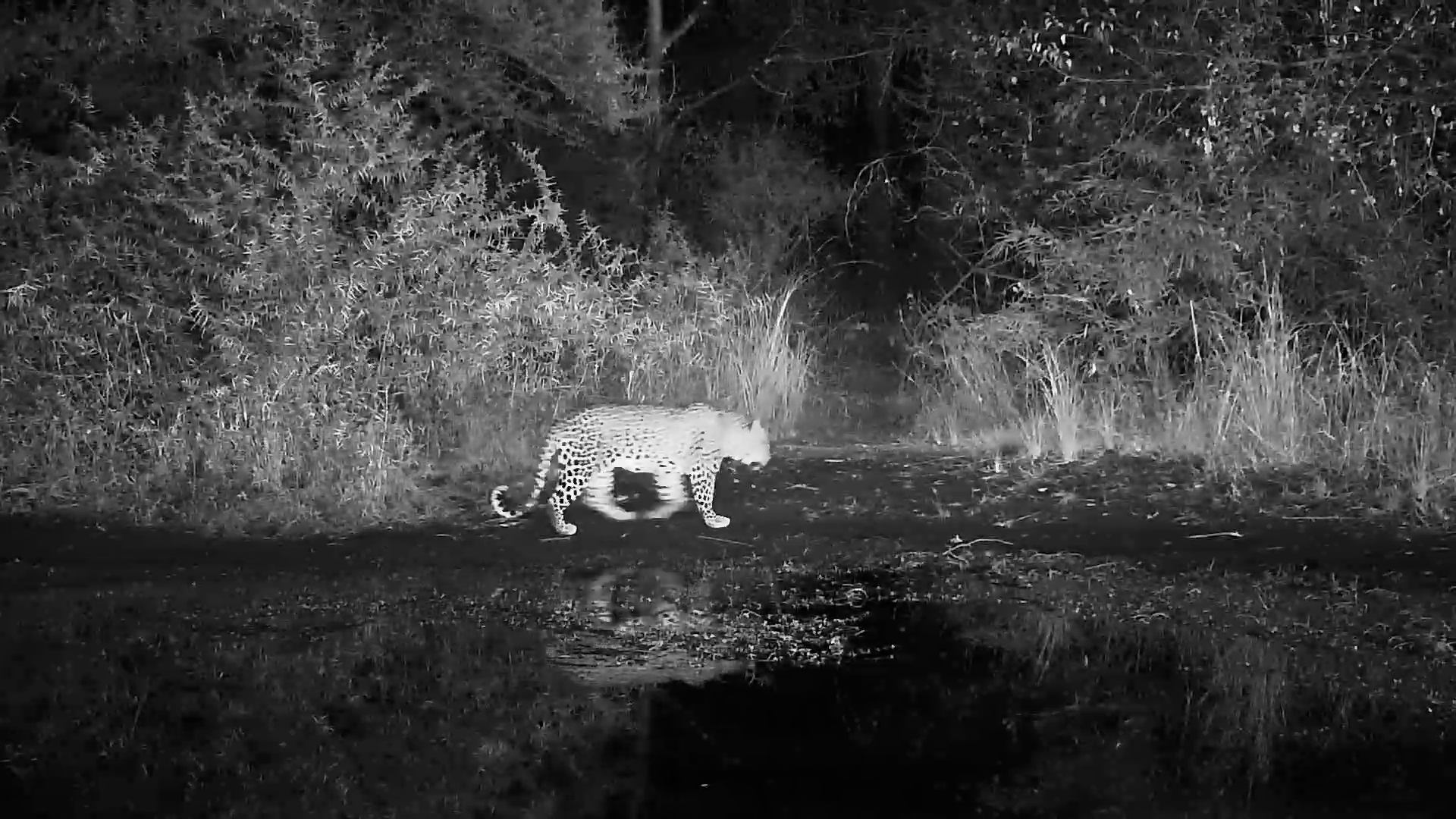 Leopard Slips By Kwa Maritane at Night