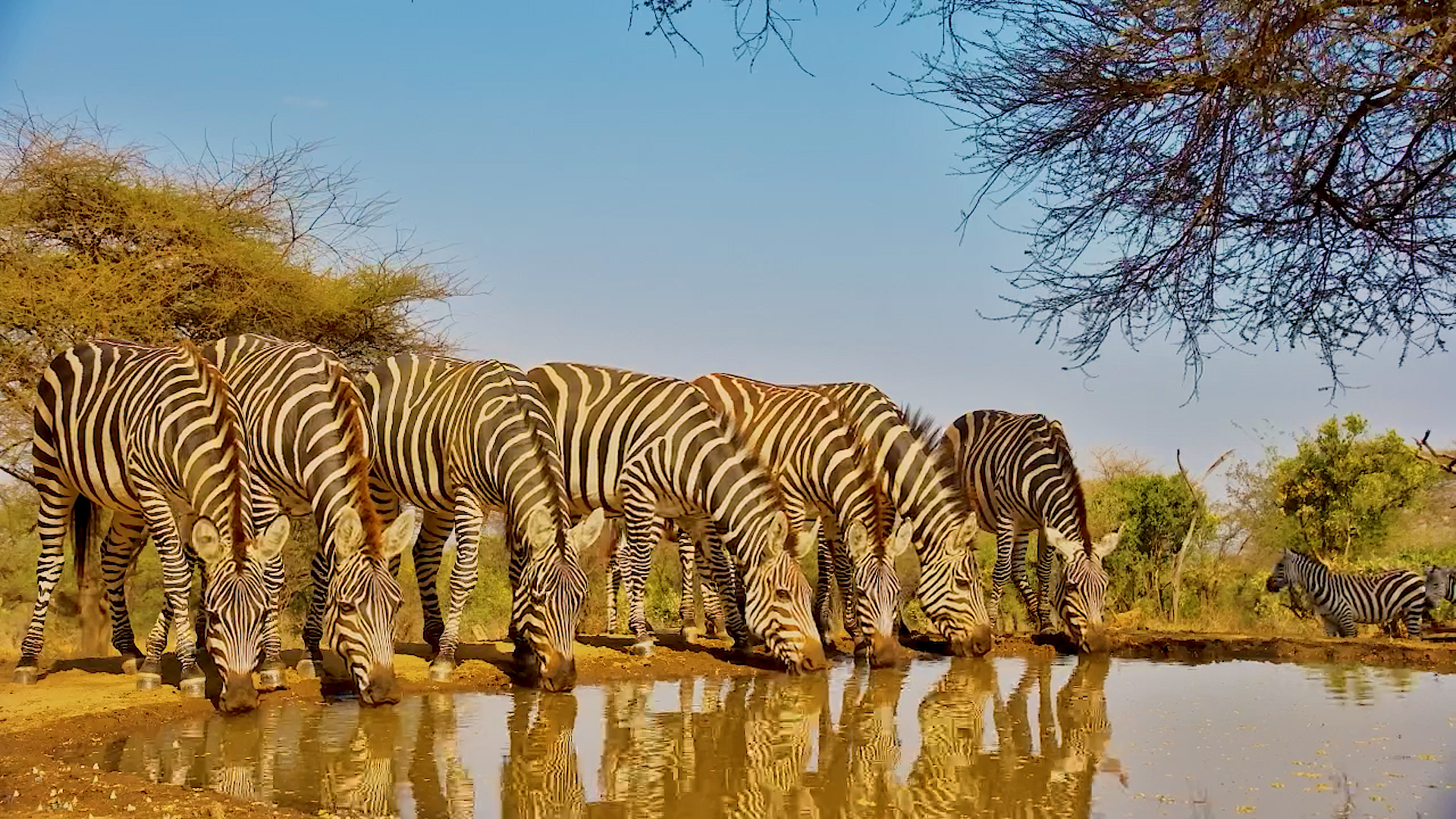 So Many Stripes! Huge Zebra Herd Drinks Up Close