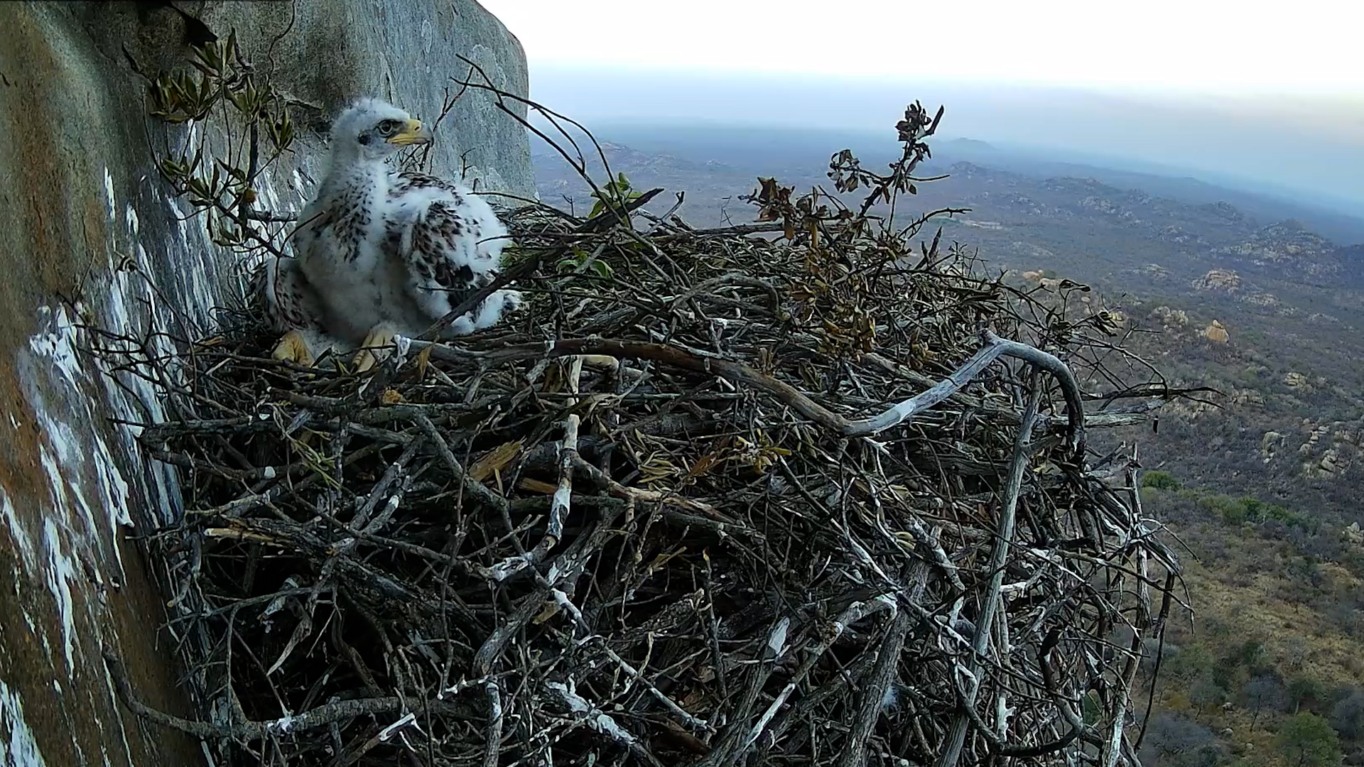 Growing Black Eagle Chick Nests with Parent
