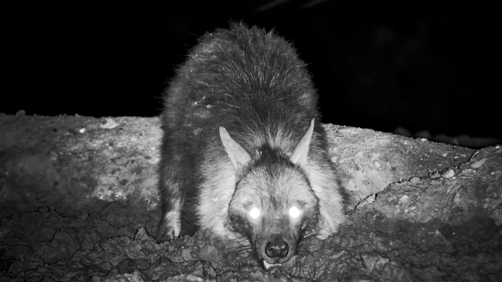 Shaggy Brown Hyena Grabs a Drink at Founders