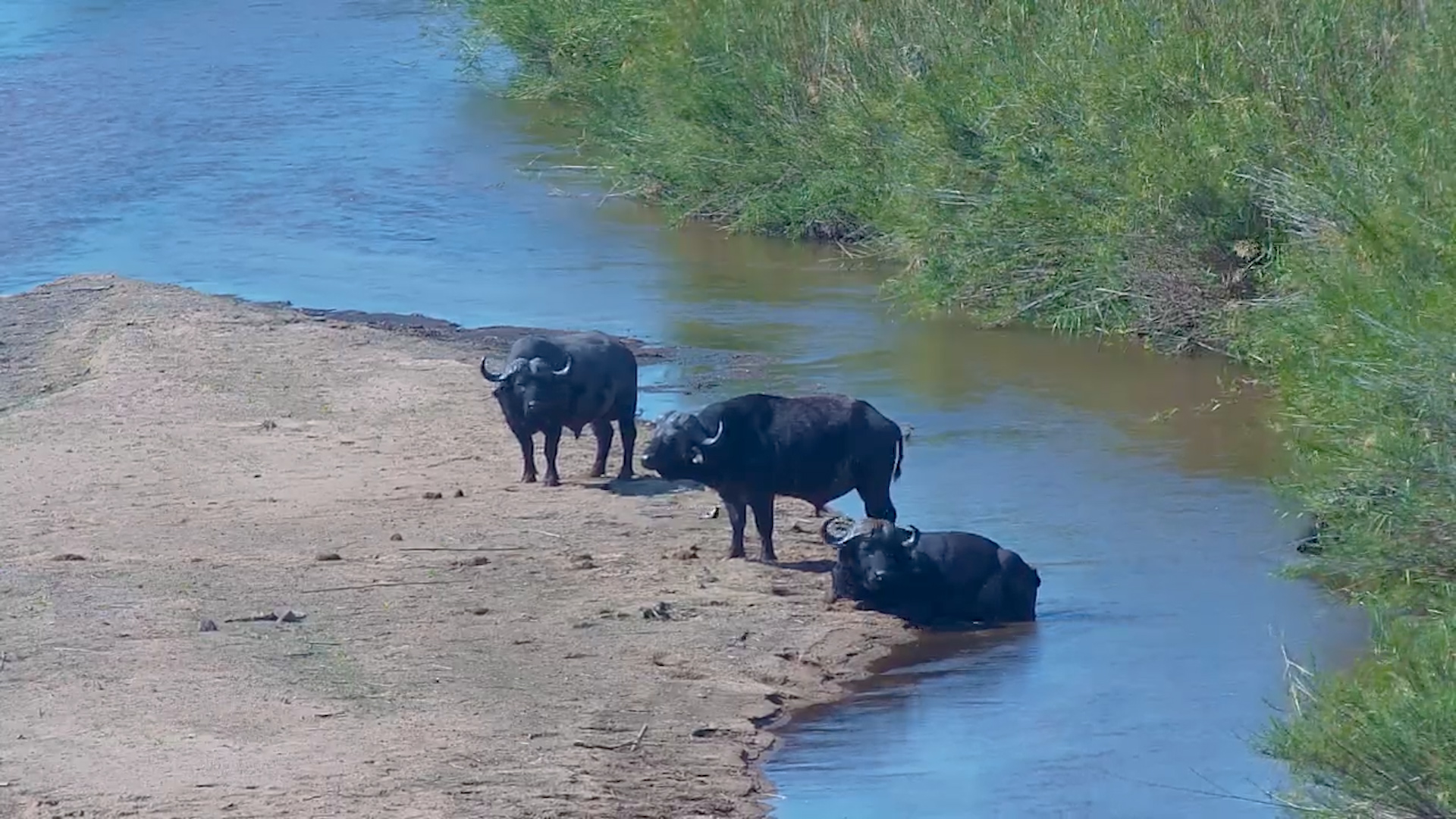 Dagga Boys Chill Out on the Riverbank