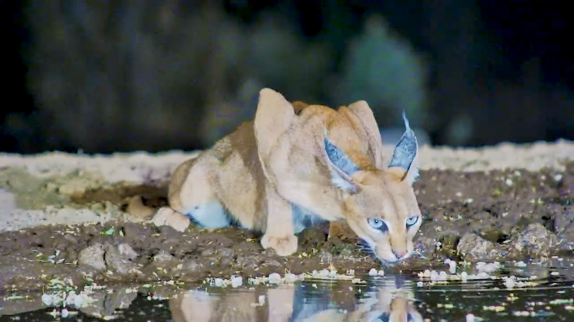 Caracal Drinks Quietly in the Night