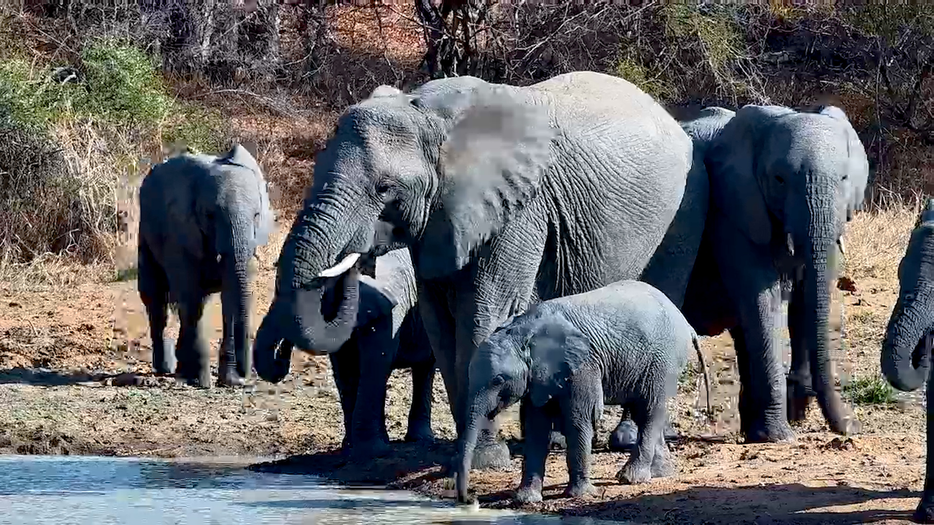 Elephant Family Arrives for a Refreshing Drink