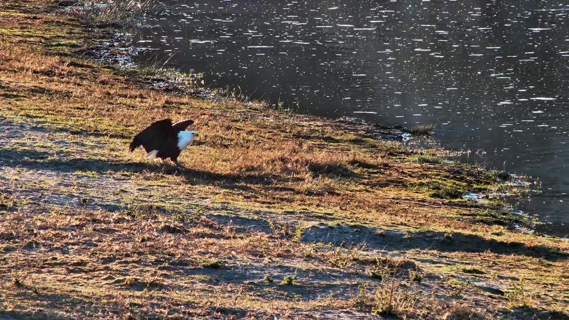 African Fish Eagle Calls Loudly Over Its Catch