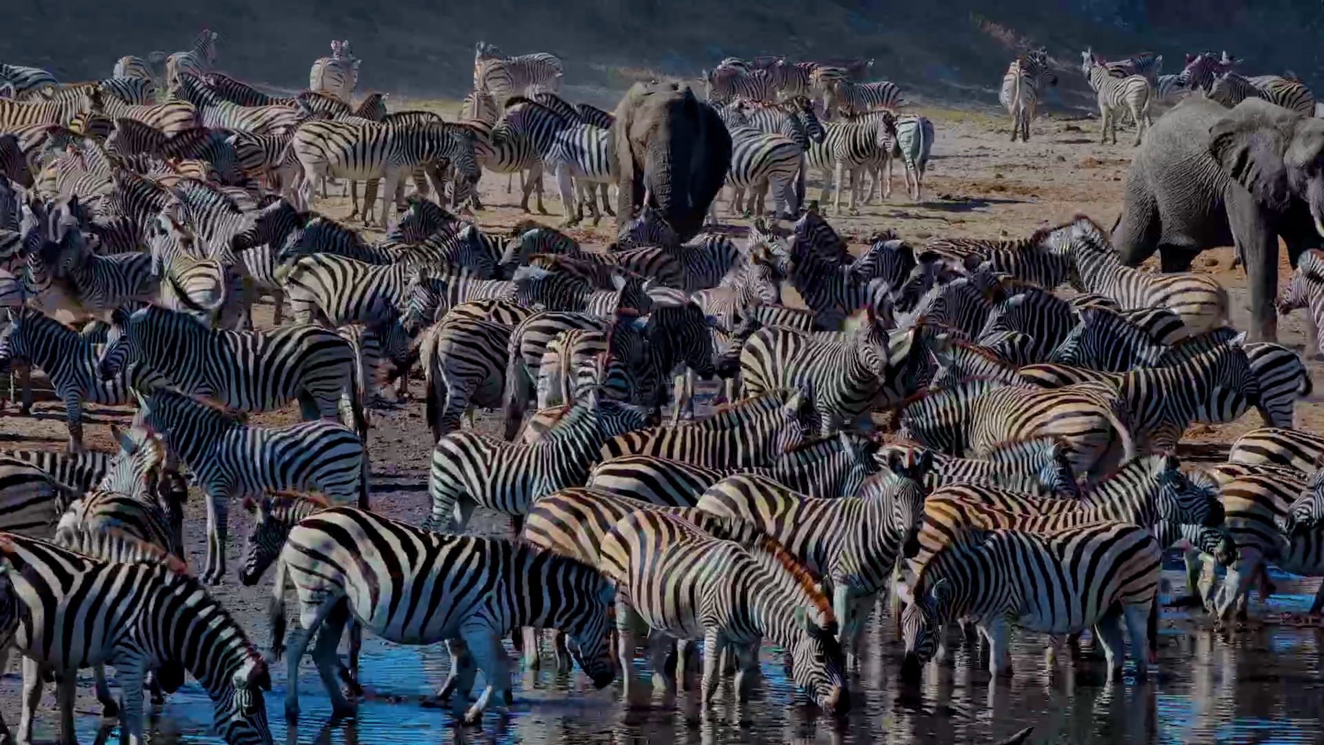 Elephants Surrounded by a Stunning Sea of Zebras