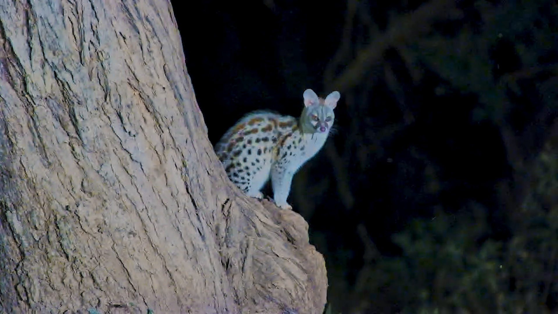 Stealthy Genet Checks the Waterhole, Then Takes Watchful Tree Perch