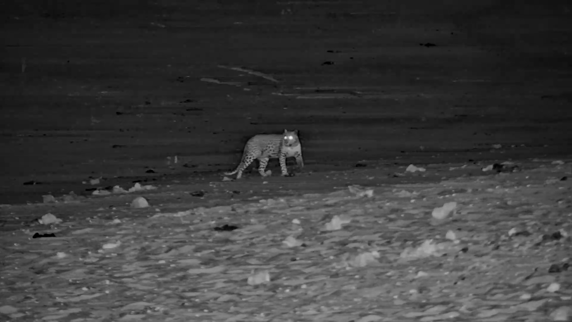 Leopard Stalks Through the Night at Meno a Kwena
