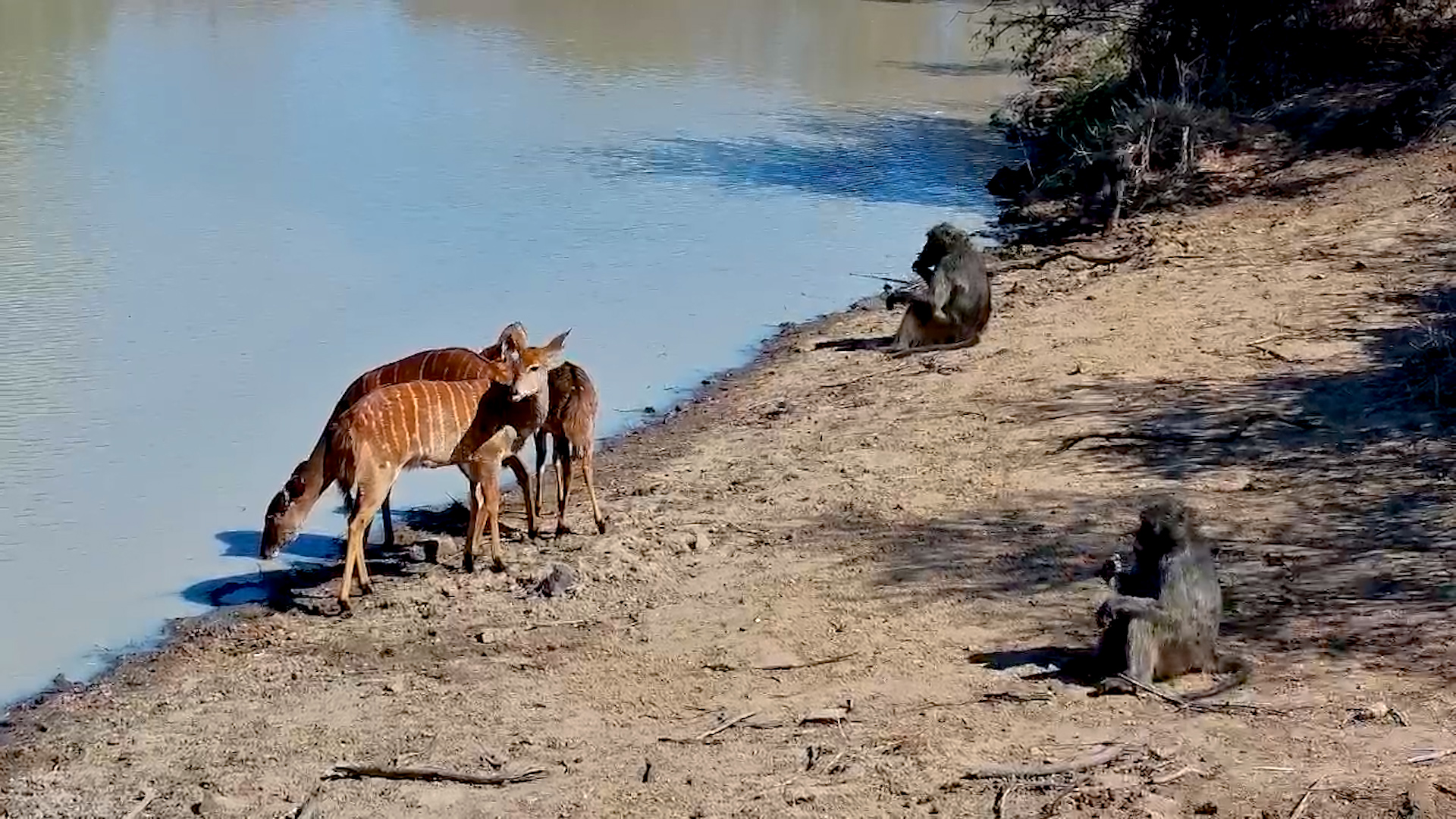 Baboons and Nyala Share the Scene