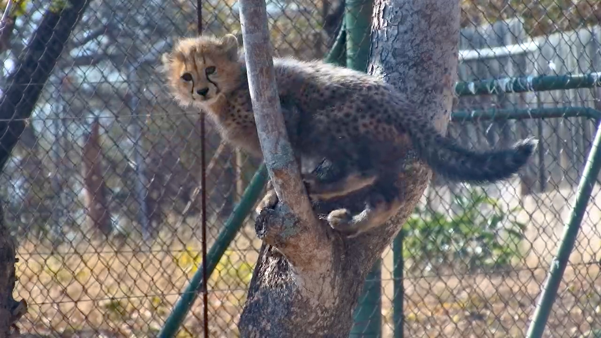 Tree-Climbing Cheetah Cubs