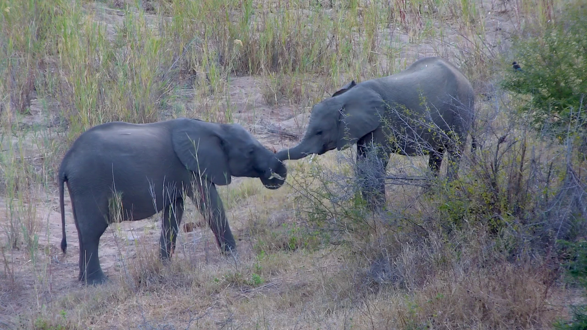 Elephants Grazing Along the Riverbanks