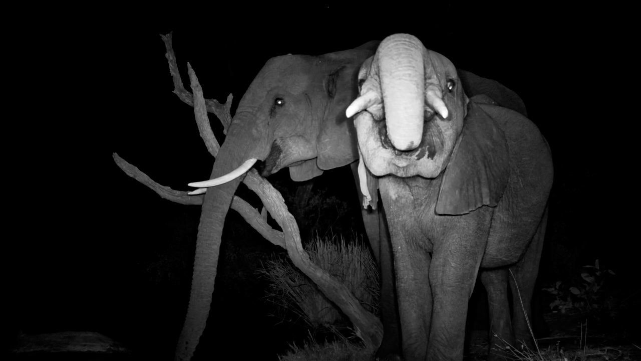 Elephants Sip Quietly at Kings Camp Waterhole