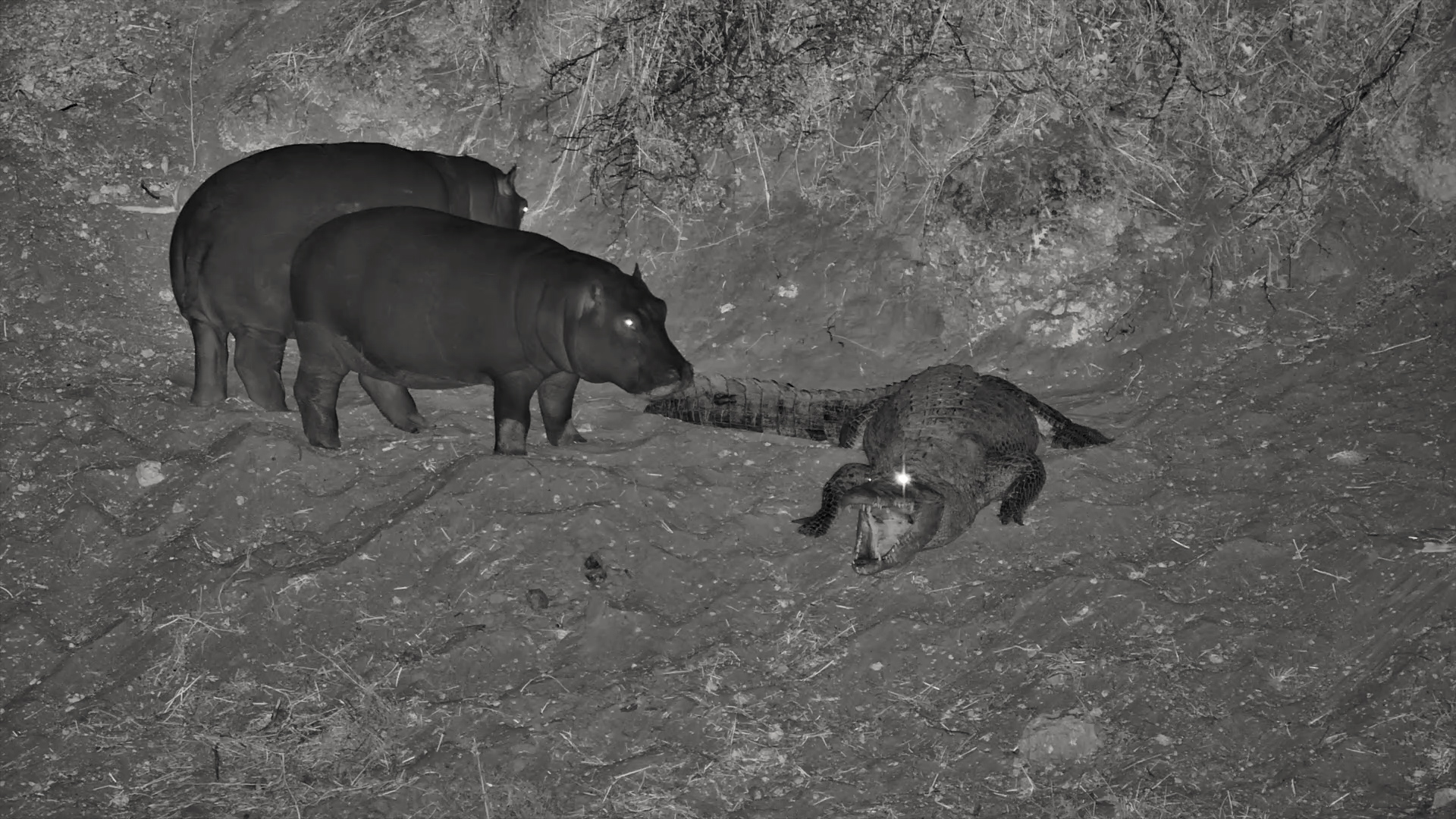Young Hippo Mistakes Crocodile for a Pillow!