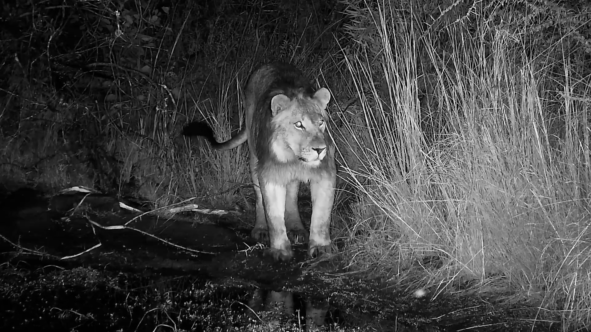 Young Male Lion Roams Kwa Maritane Under Cover of Night
