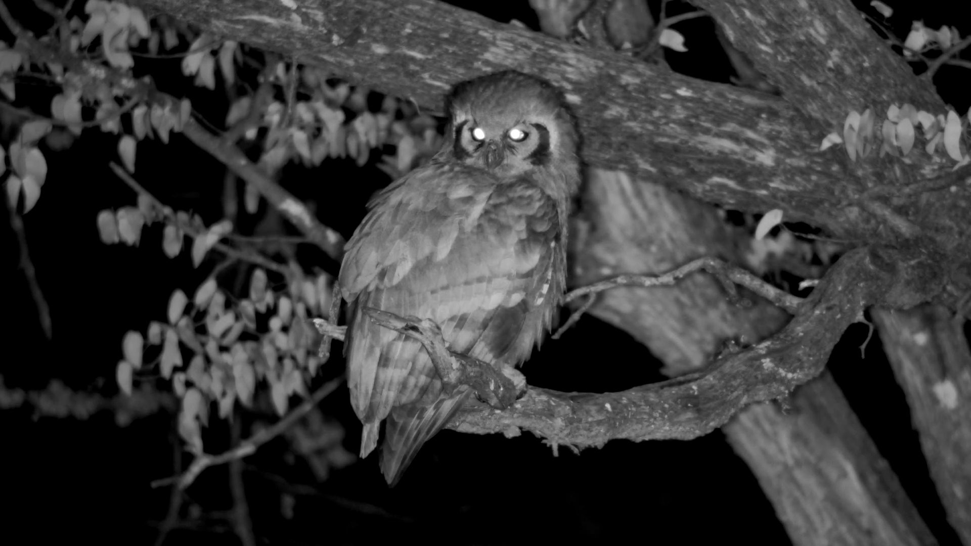 Verreaux's Eagle Owl Perches at Elephant Pan