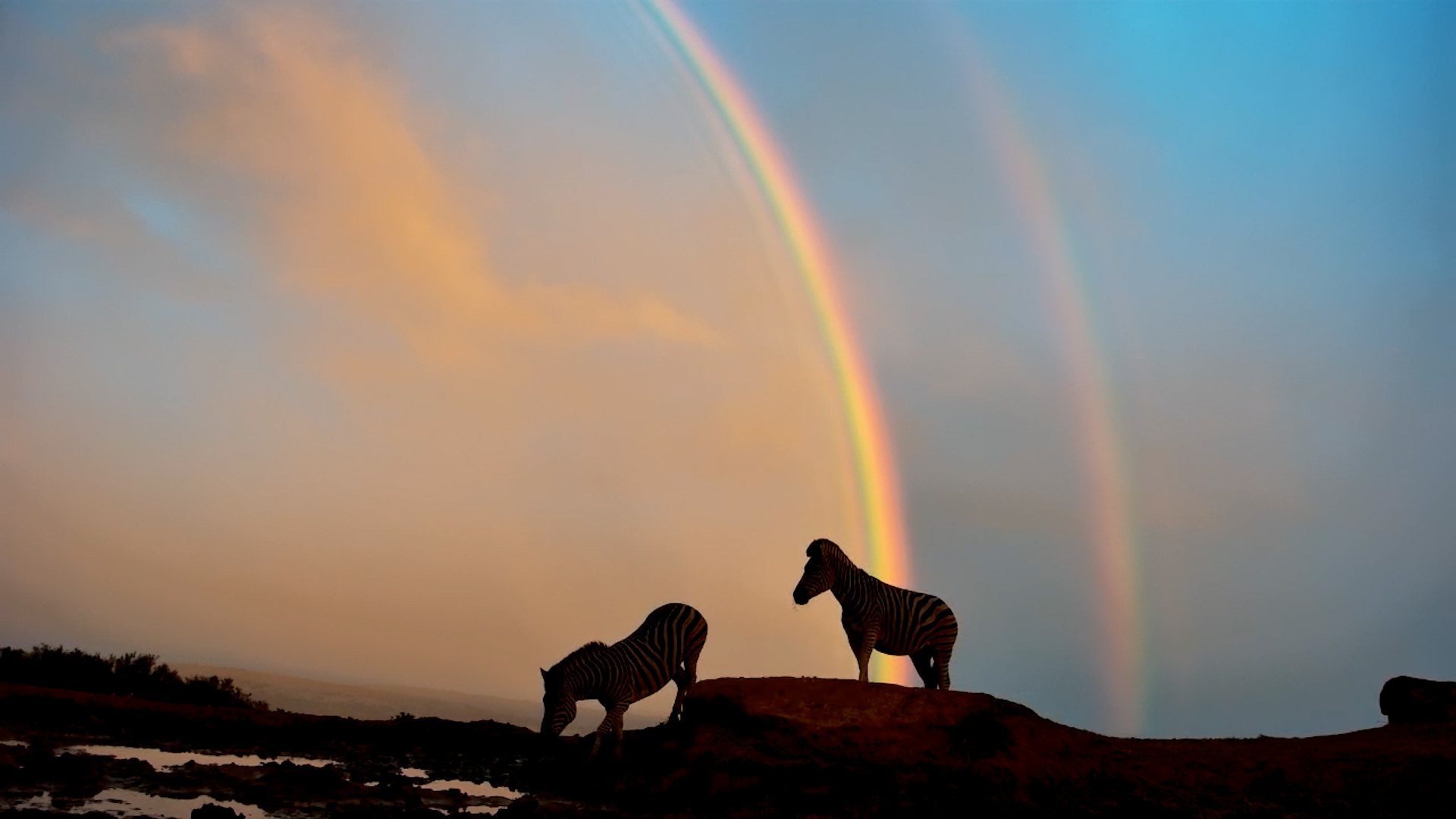 Zebras and a Double Rainbow: Magic at the Waterhole
