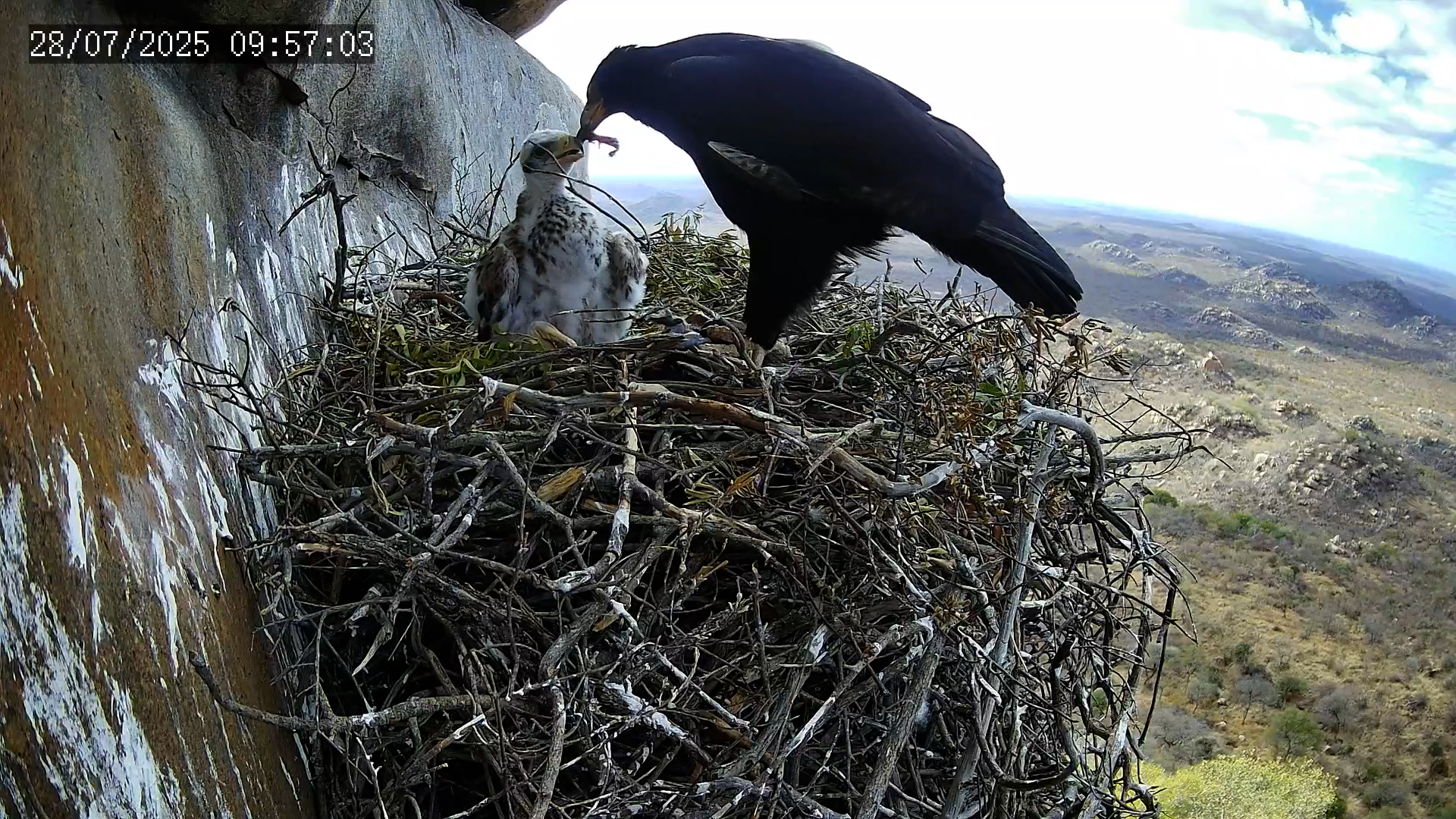 Black Eagle Chick Feeds Standing Tall Beside Adult