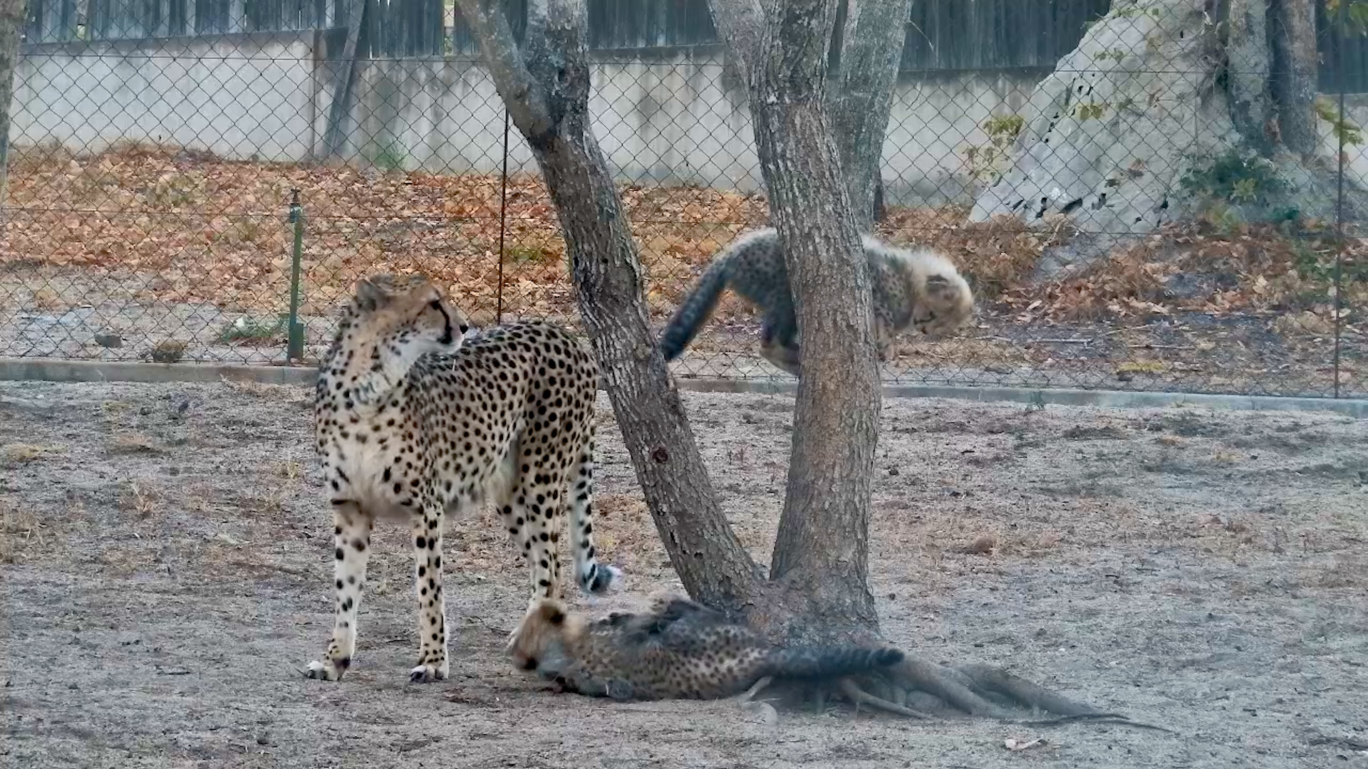 Tammy the Cheetah Plays with Her Cheeky Cub