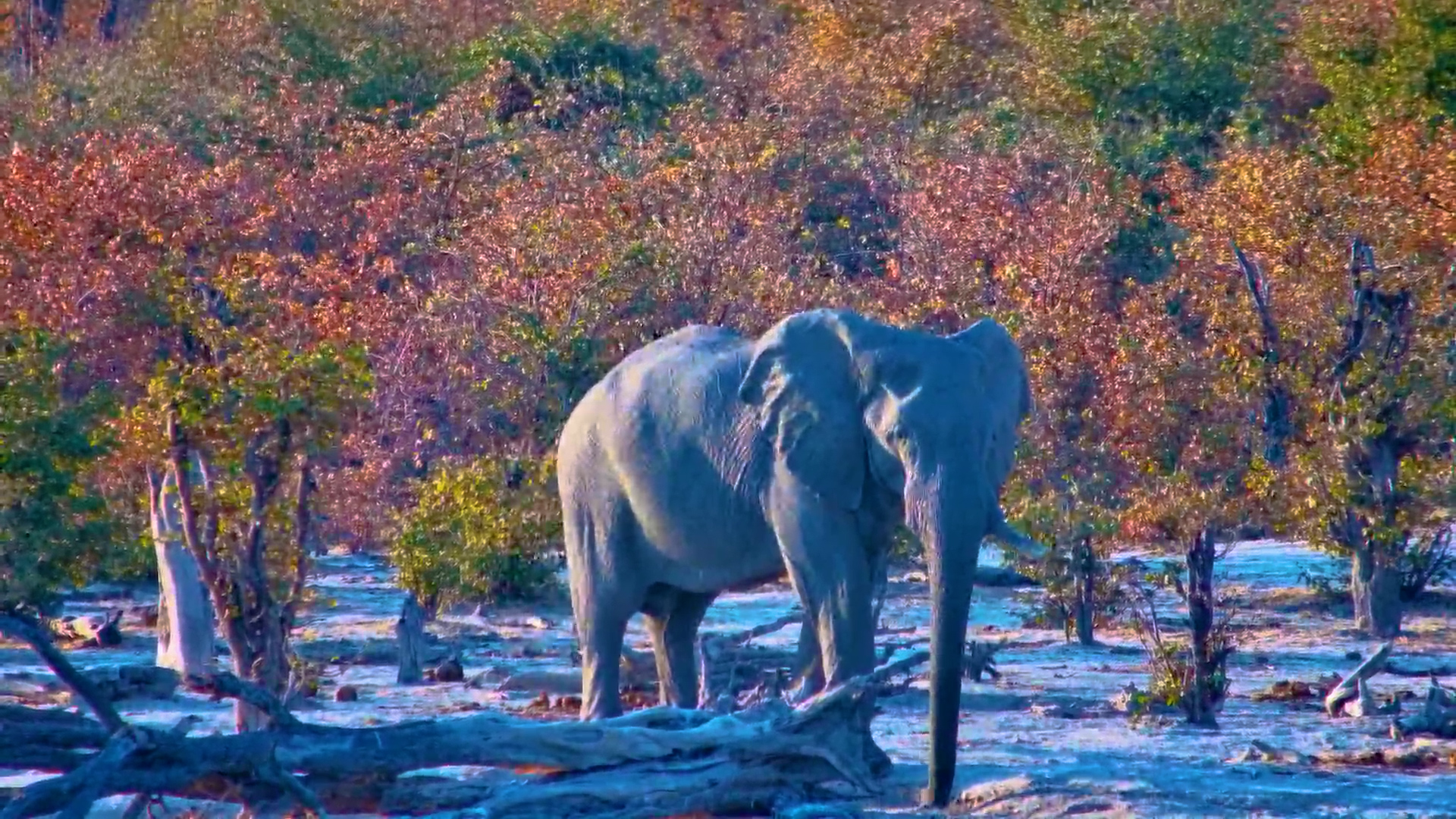 Elephants Walk to the Water Well at Sunset