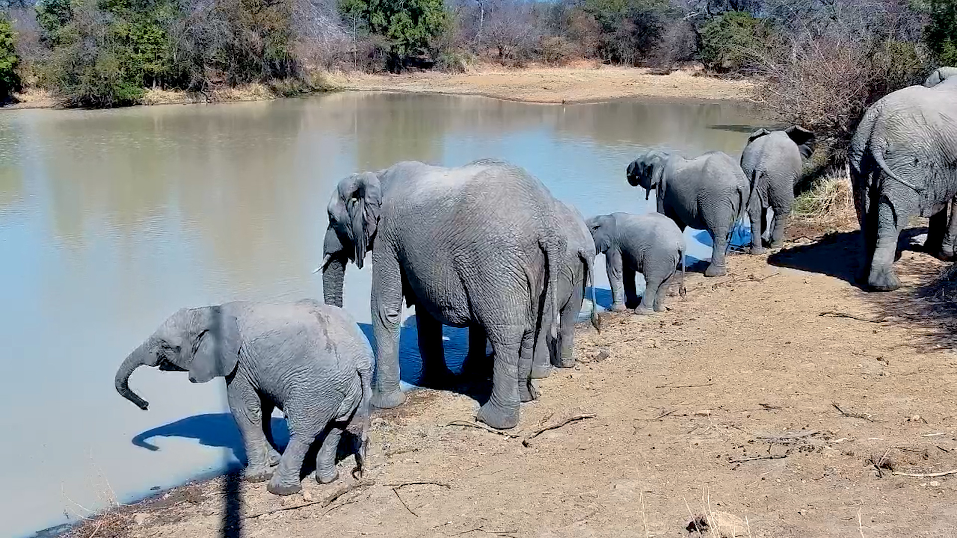 Elephant Family Shares a Peaceful Drink at Jabulani Waterhole