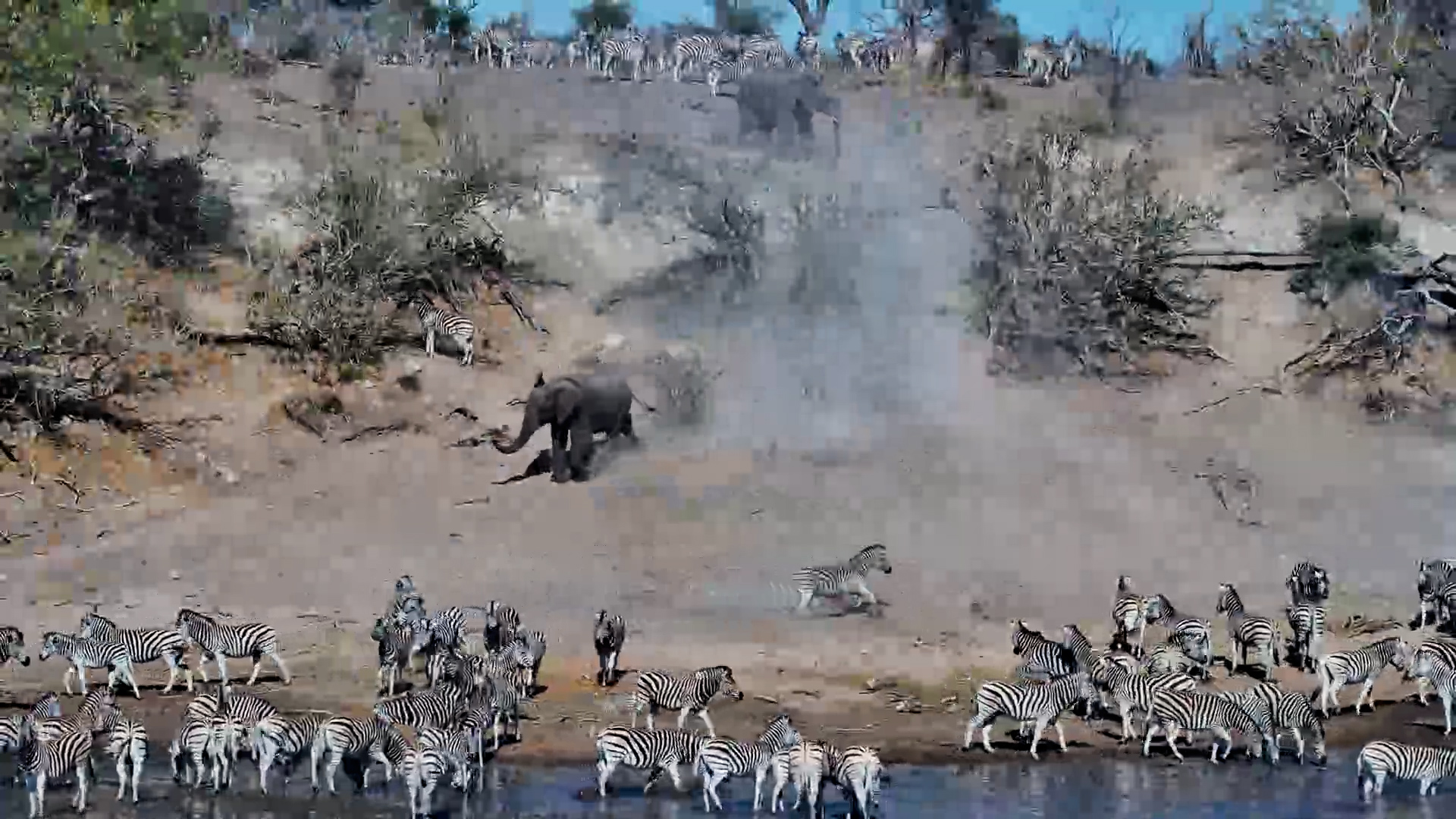 Elephants Clash with Zebra Migration Chaos