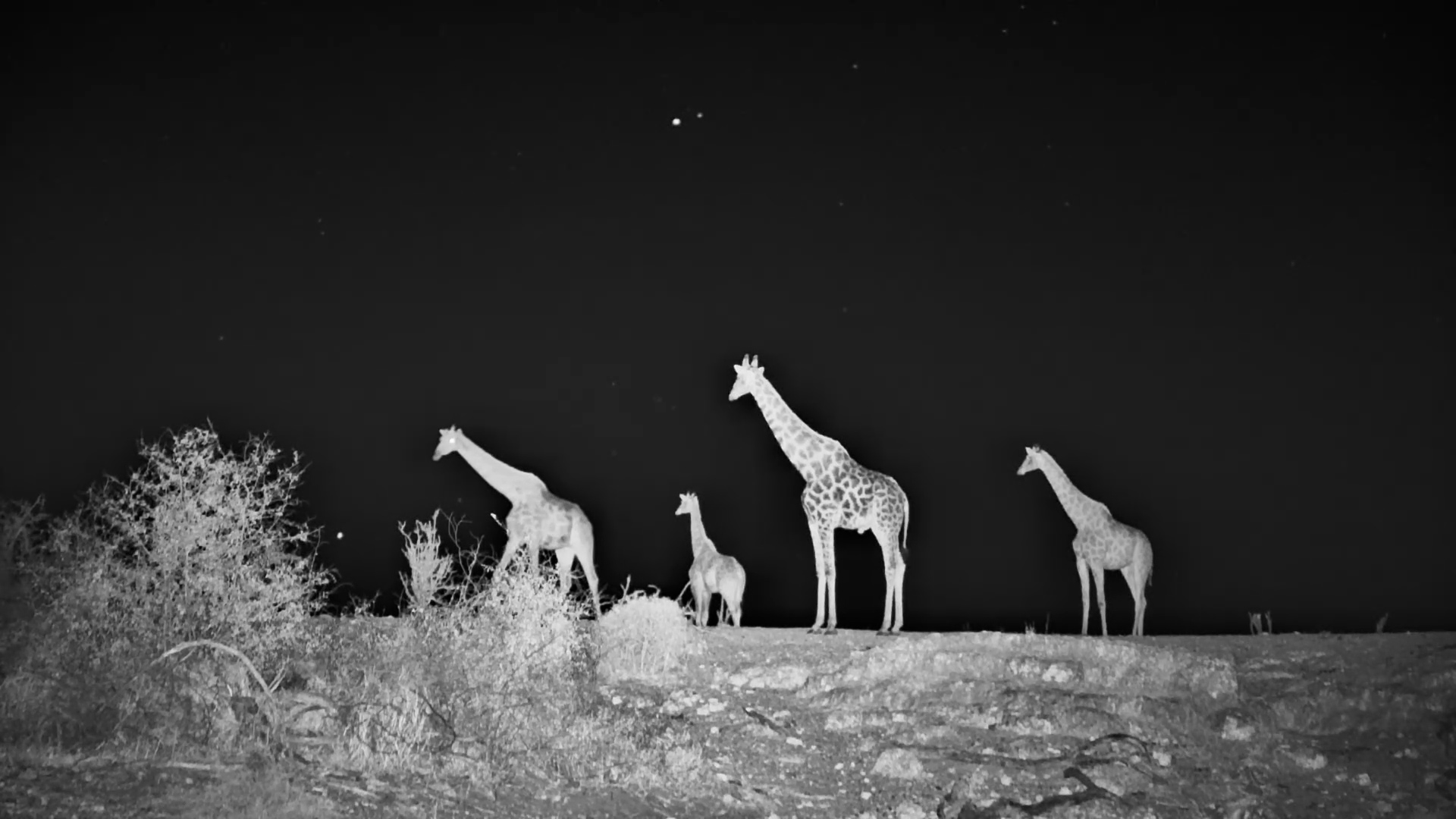Giraffes Move Under the Stars at Meno a Kwena