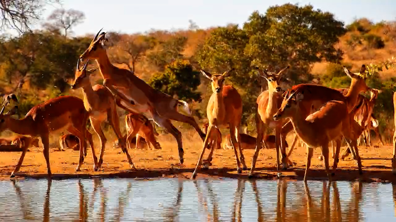 Large Impala Herd Gathers at Kings Camp