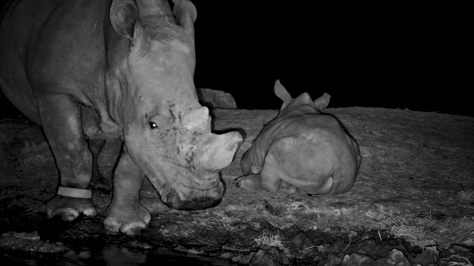 Rhino Duo Visit the Waterhole Under the Stars