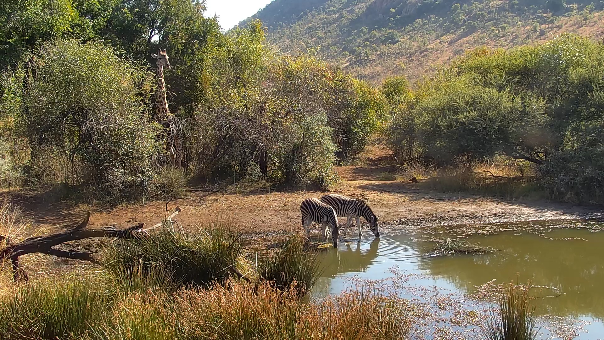 Two Zebras and a Nervous Giraffe at Kwa Maritane Waterhole