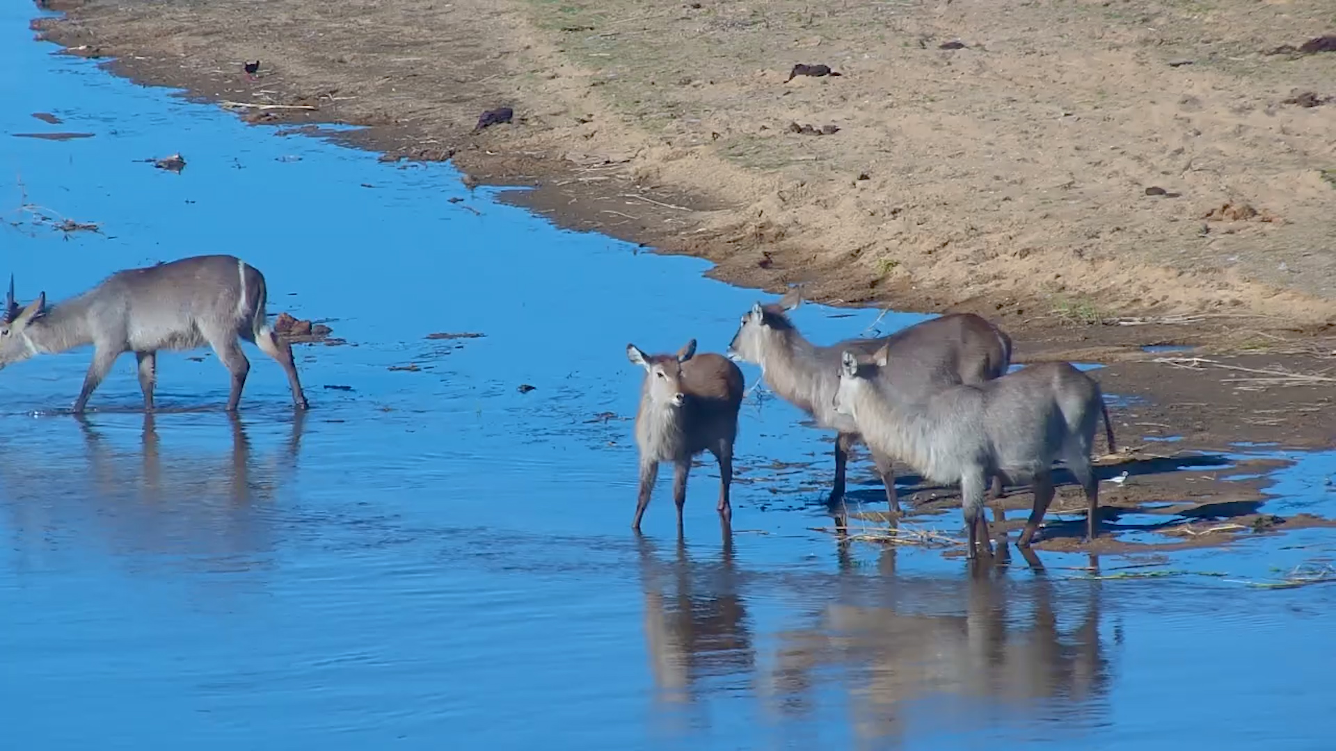 Graceful River Crossing: Waterbucks Navigate the Flow