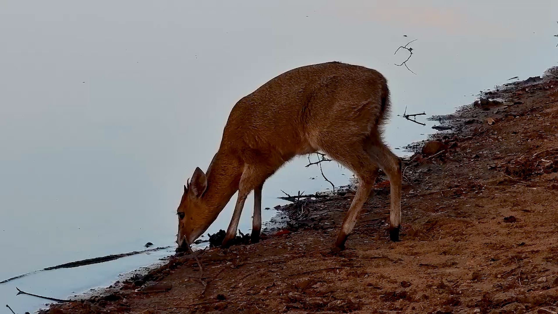 Little Duiker Comes for a Quiet Drink