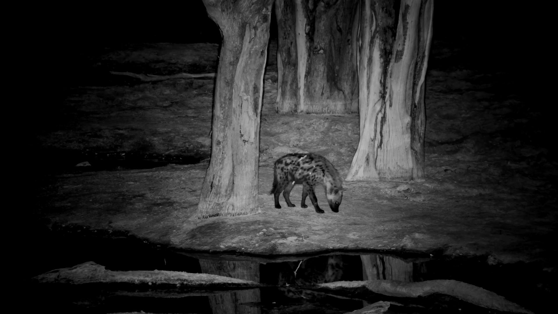 Spotted Hyena Surveys Elephant Pan at Night