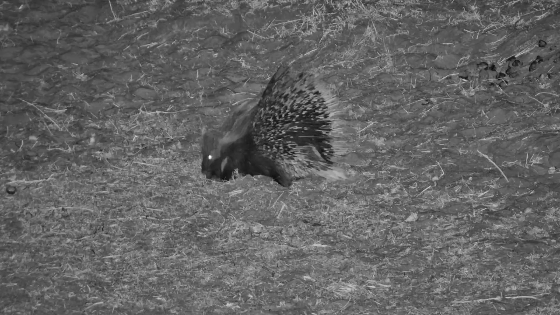 Porcupine Snuffles Through Moela