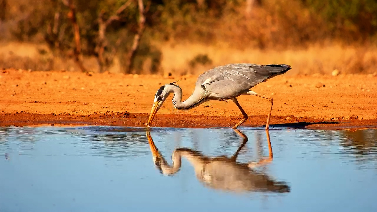 Patience and Precision: Grey Heron Fishes at Kings Camp