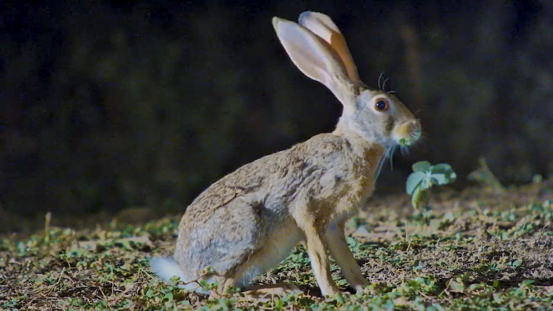 Savannah Hare Munches by Lentorre Water’s Edge
