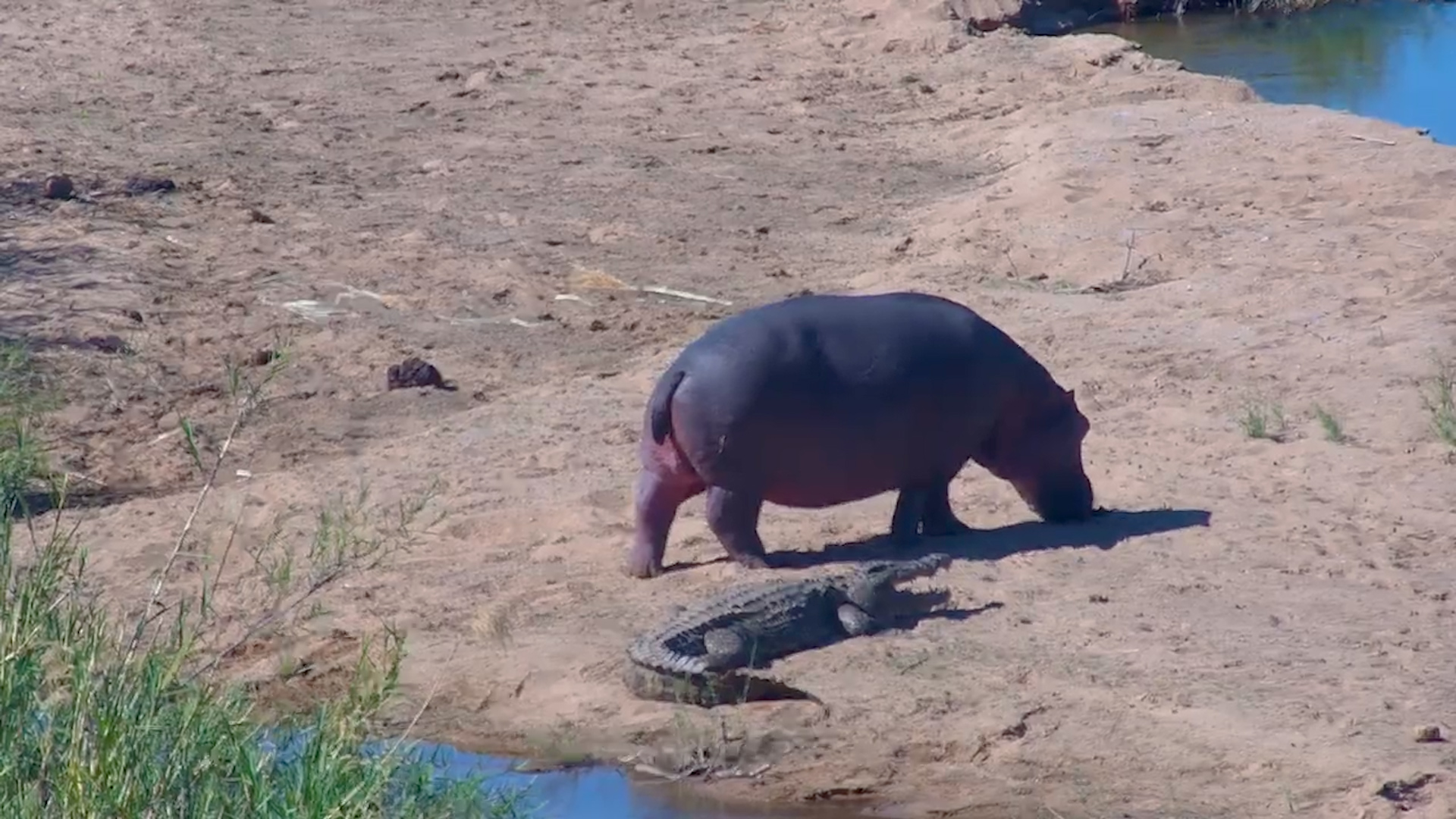 Hippo Checks Out Crocodile at Kruger Shalati