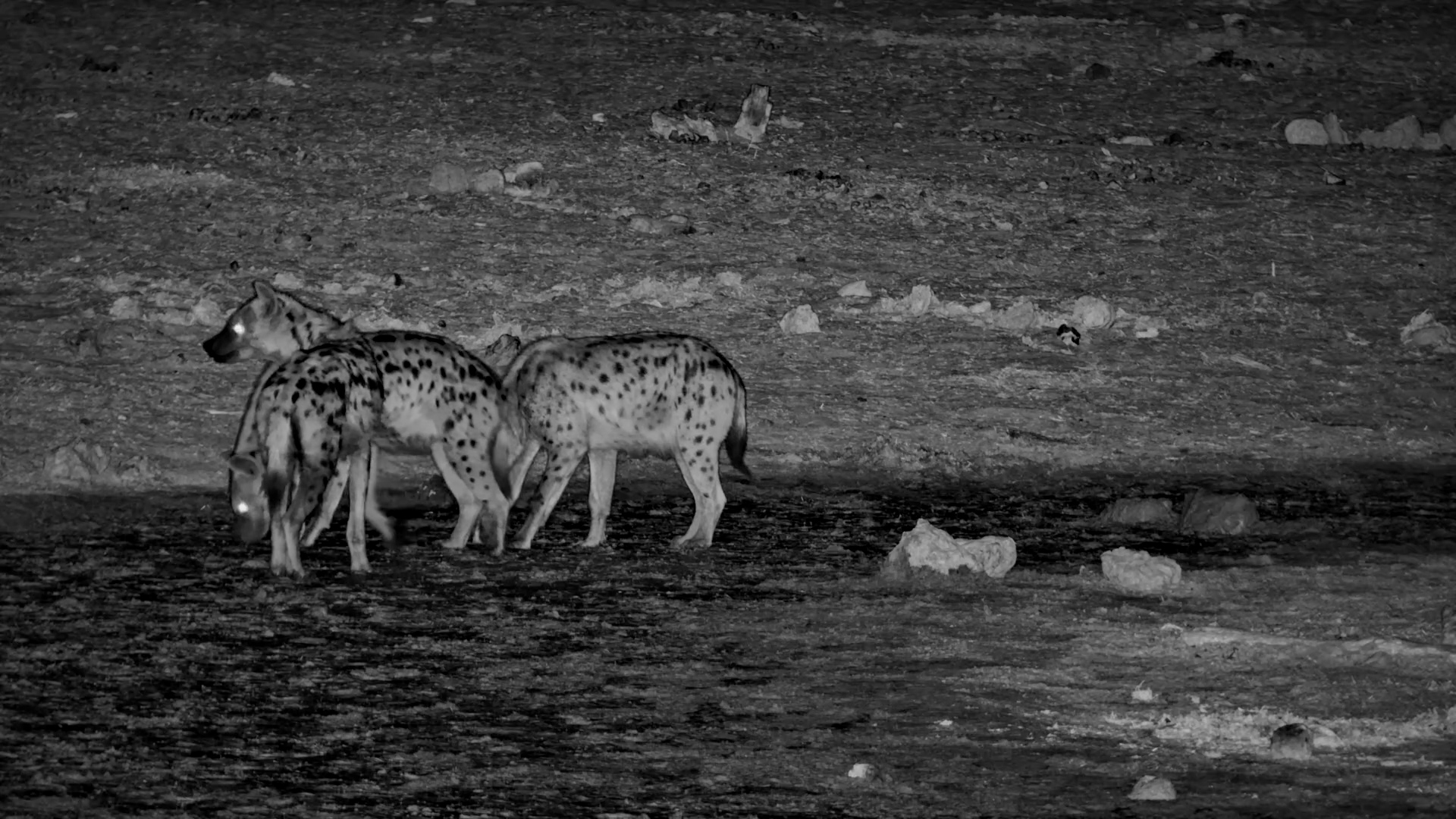 Spotted Hyena Clan Meets Elephant at Meno a Kwena