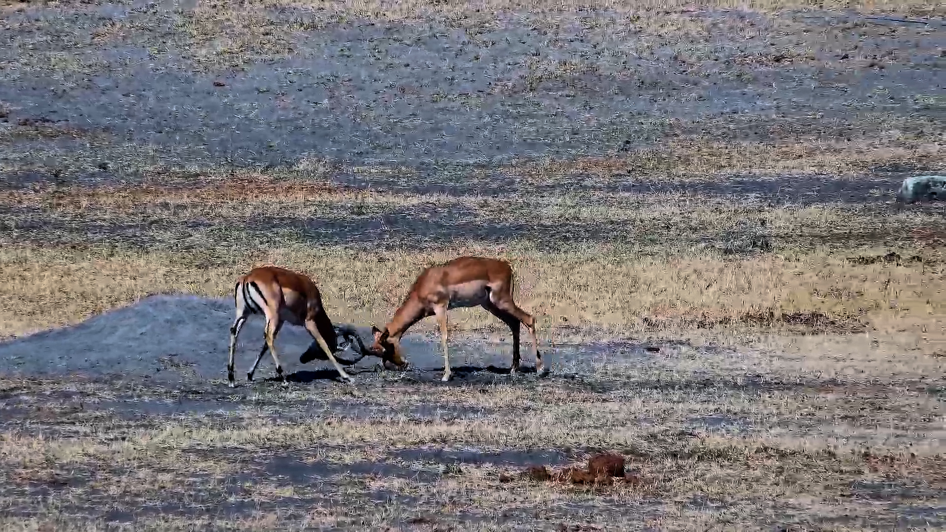 Battle of the Rams: Impala Sparring at Hwange Safari Lodge