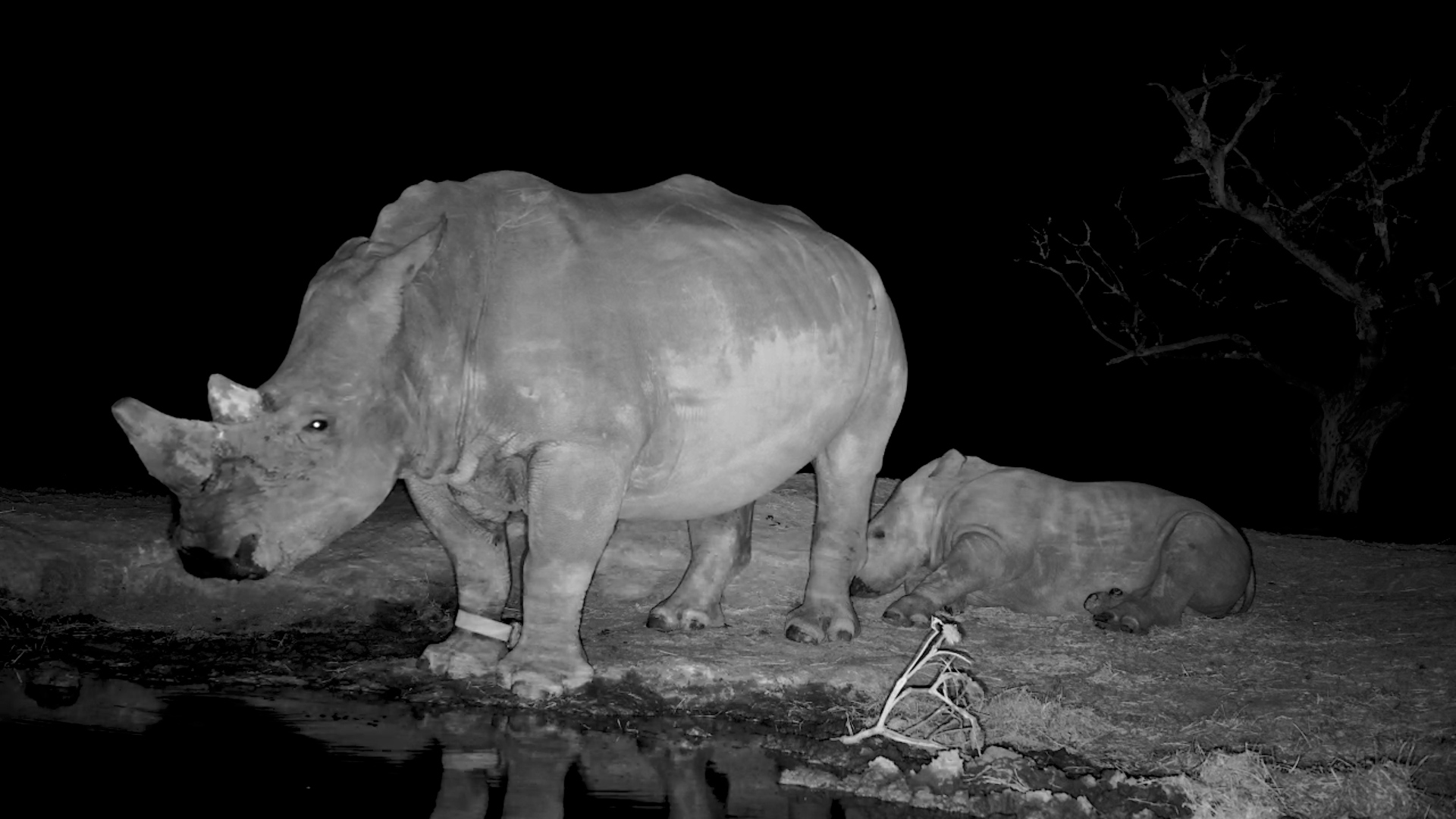 Baby Rhino Ready for Bed
