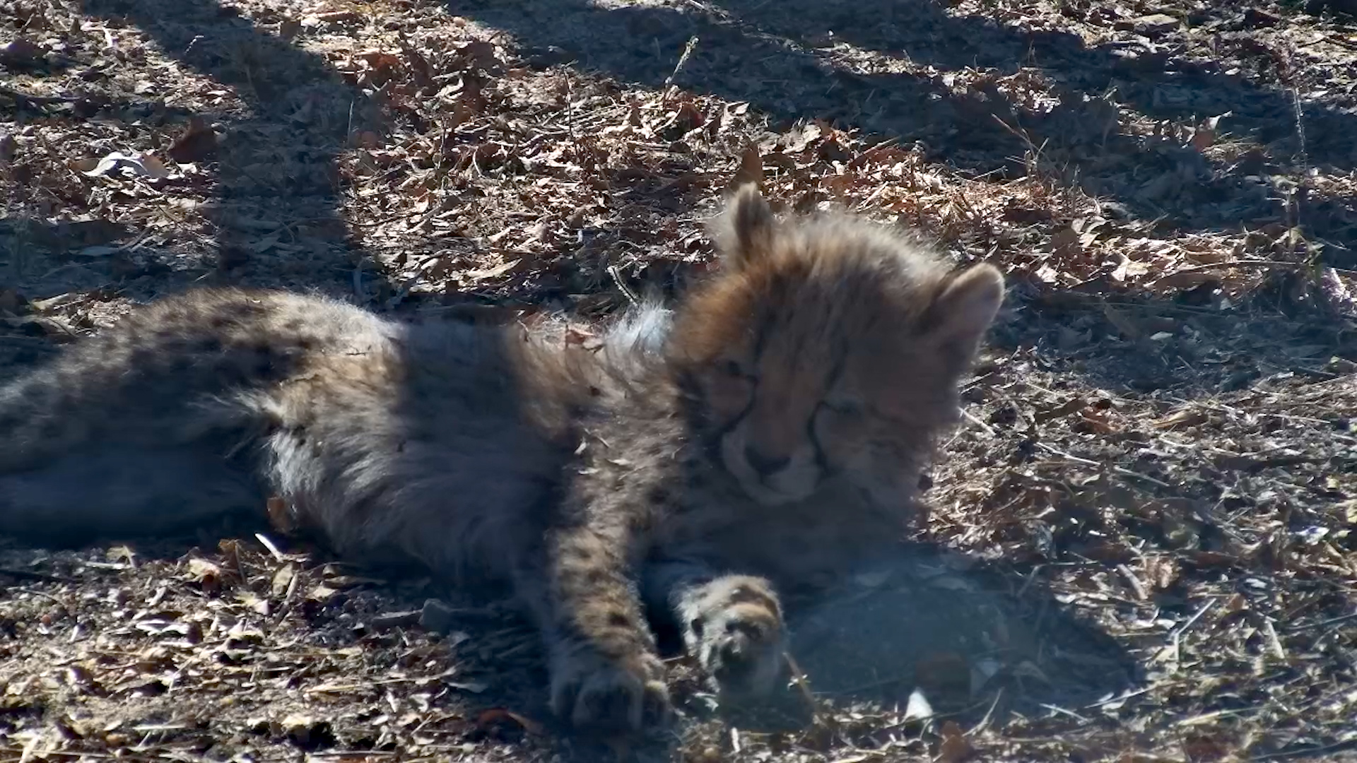 Sleepy Cheetah Cub Naps