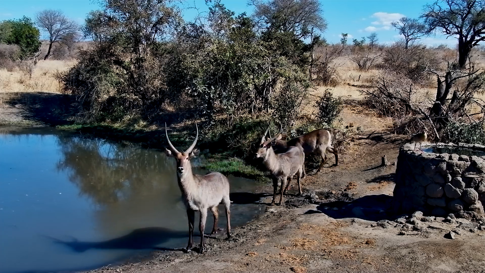Waterbuck Herd’s Drink Interrupted by Egyptian Goose