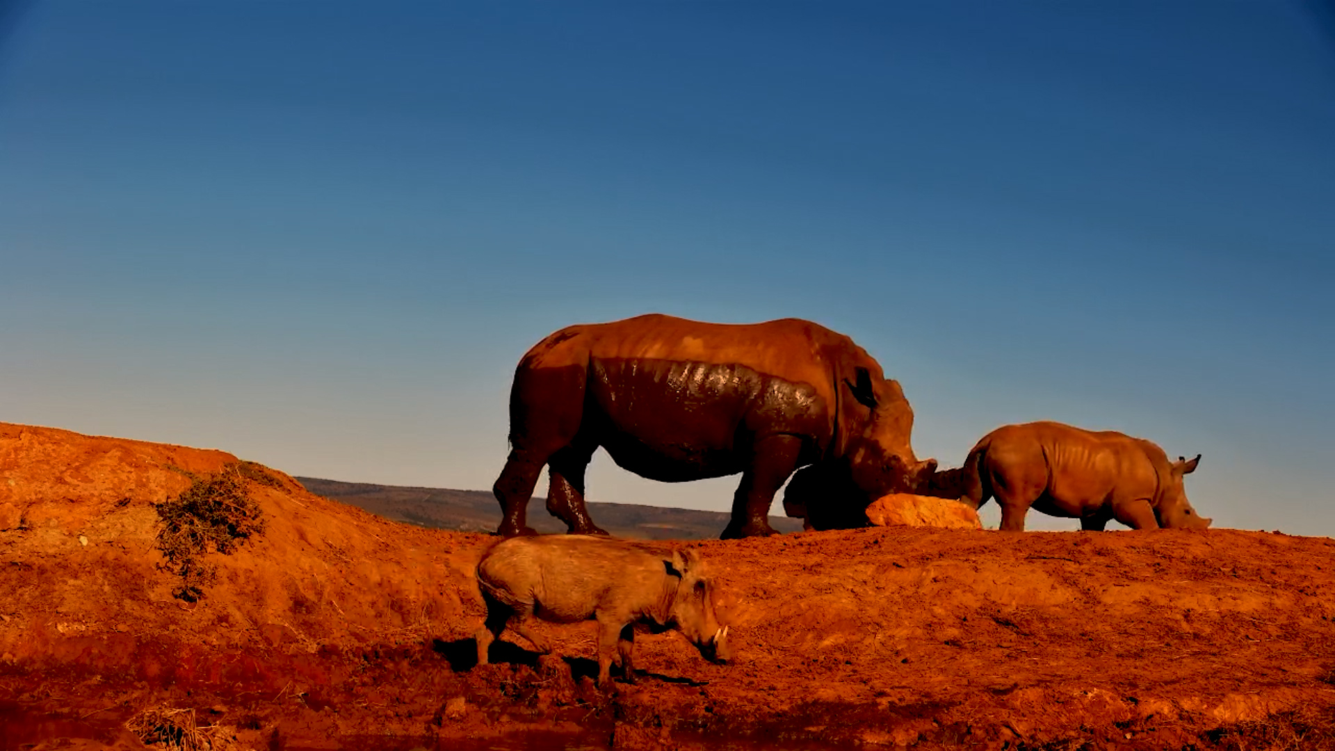 Rhino, Warthog & Baboons Share a Drink at Founders Waterhole