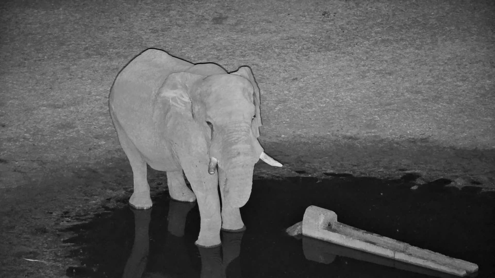 The Big One-Eyed Elephant Bull Visits Moela