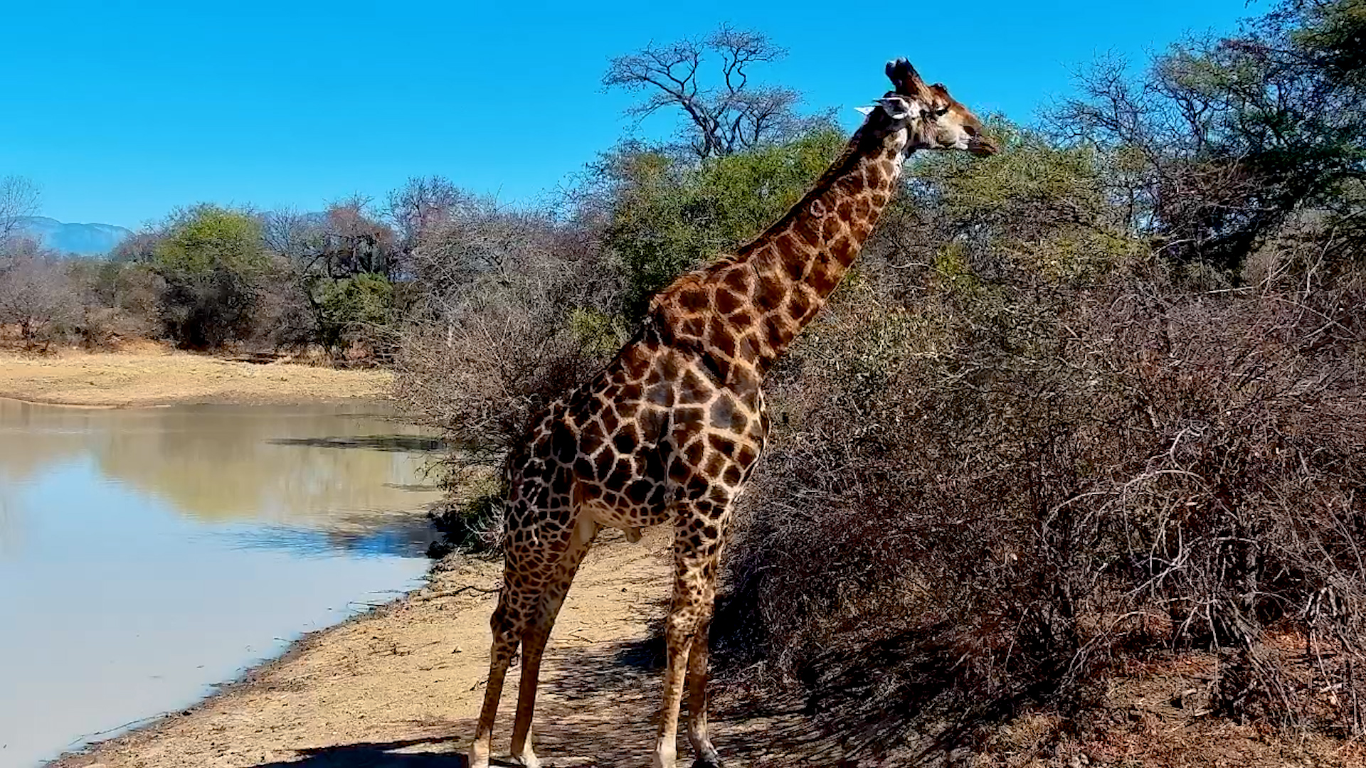 Graceful Giraffe Enjoys a Peaceful Drink