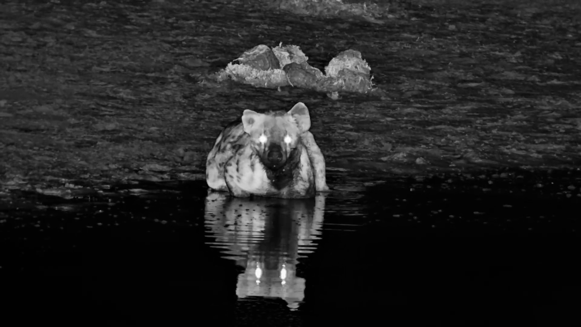 Spotted Hyena Enjoys a Refreshing Bath at Meno a Kwena