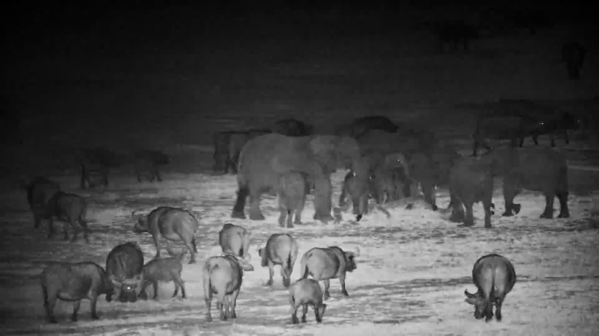 Buffalo Invasion: Massive Herd Takes Over Hwange
