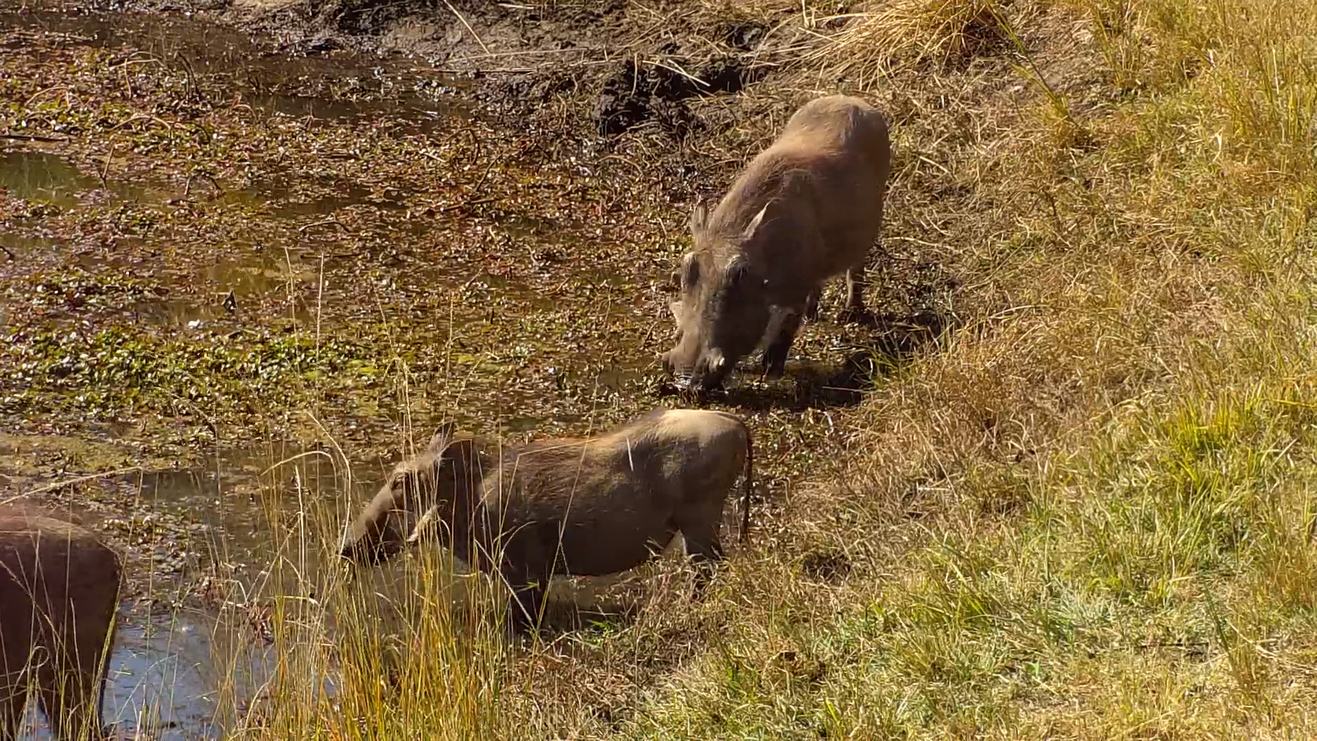 Warthogs on a Mission: Lunchtime at Kwa Maritane