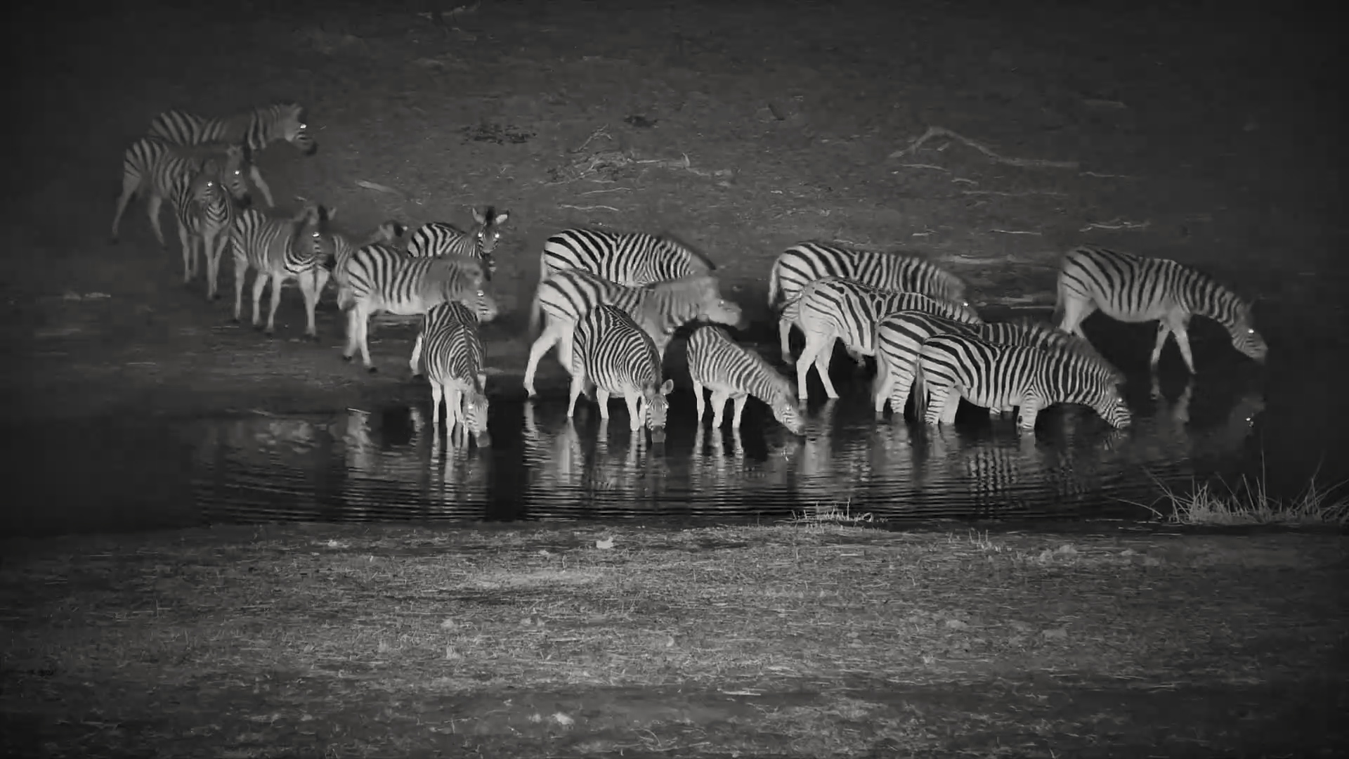 After-Dark Descent: Zebras Tackle the Banks at Camelthorn