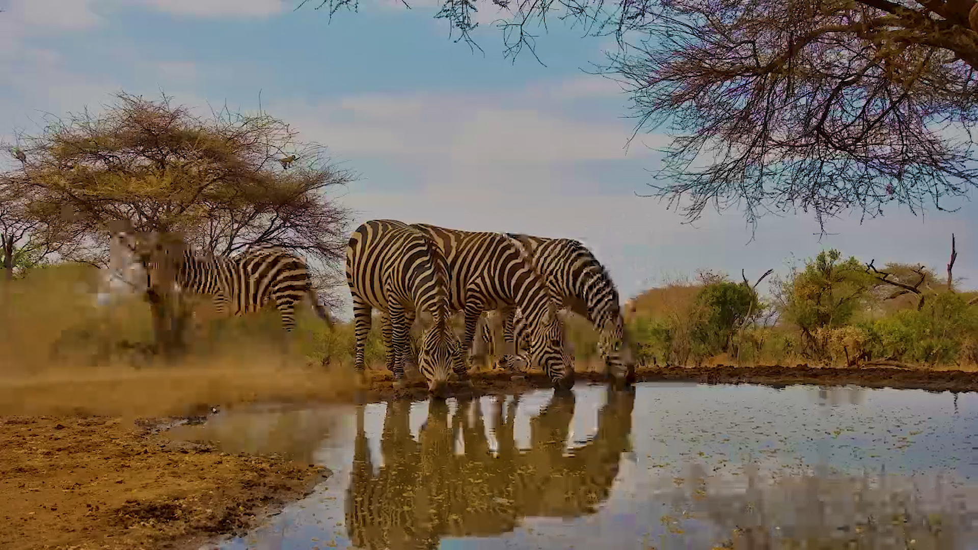 Zebras Quench Their Thirst