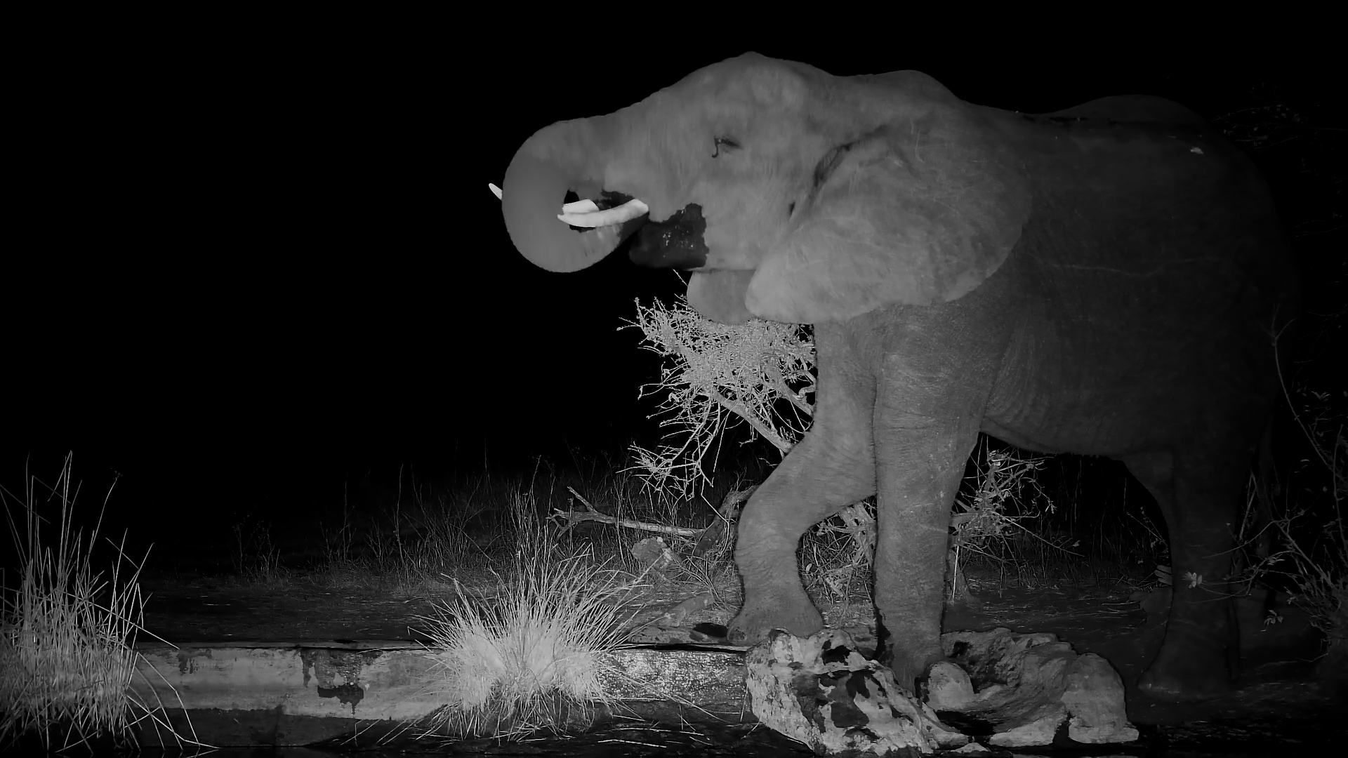 Silent Giant: Lone Elephant Senses the Night